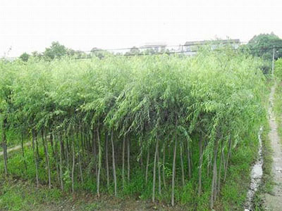 柳树4