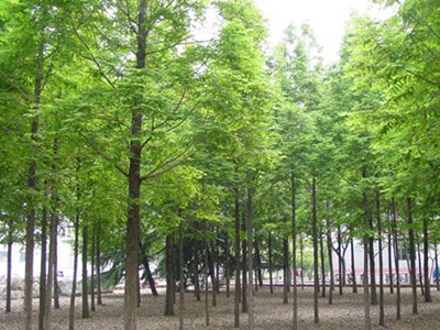 池杉1
