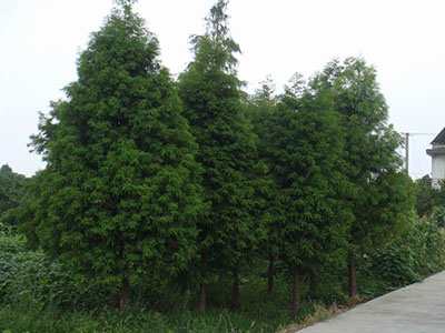 落羽杉3