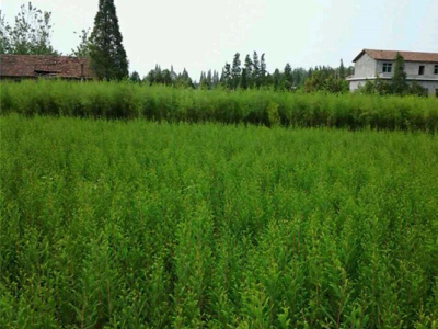 落羽杉1