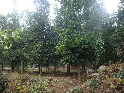 香泡5