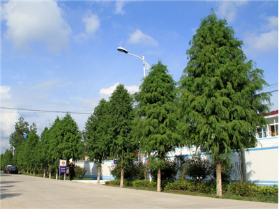 中山杉