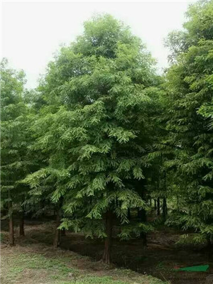 墨西棵落羽杉3
